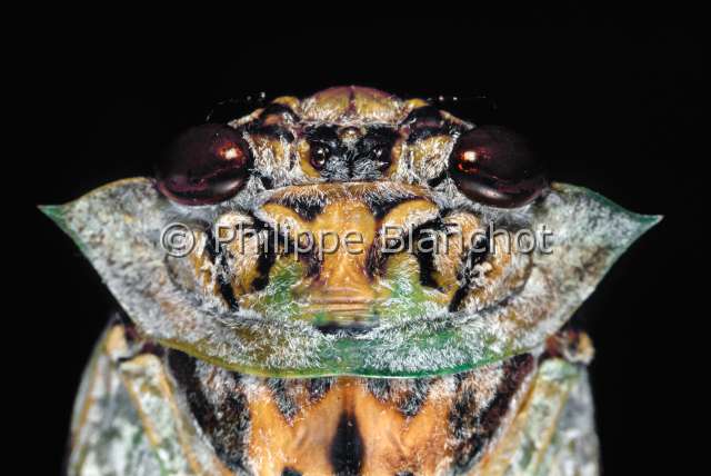 Oxypleura spicata.JPG - Oxypleura spicata (Portrait)CigaleCicadaHemipteraCicadidaeMadagascar